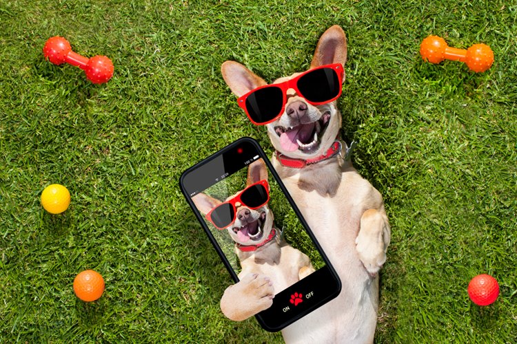 dogs with sunglasses lying on the grass, looking cool