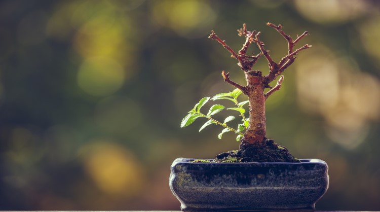 bonsai tree